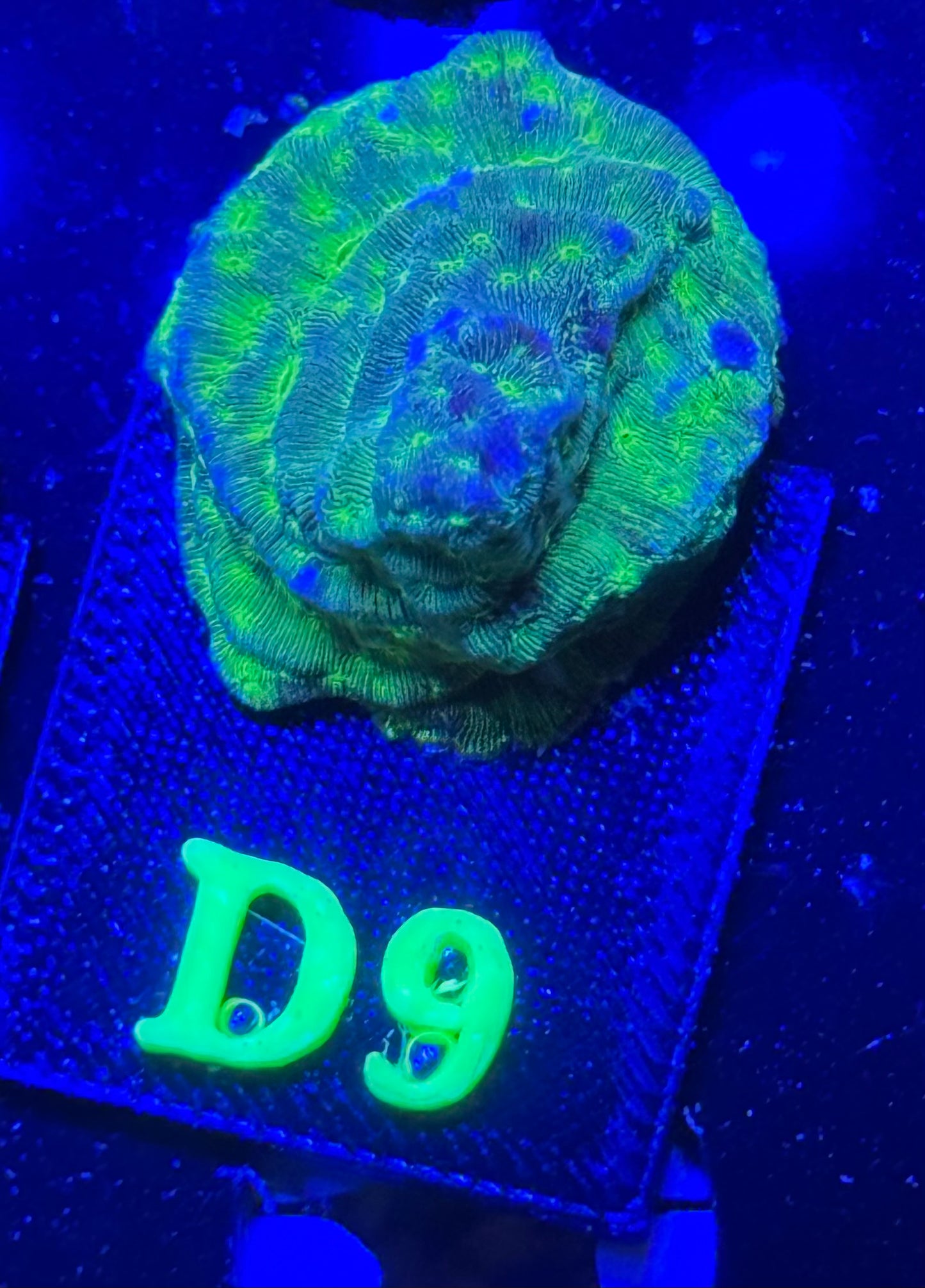D09 - Kiwi Fusion Leptoseris