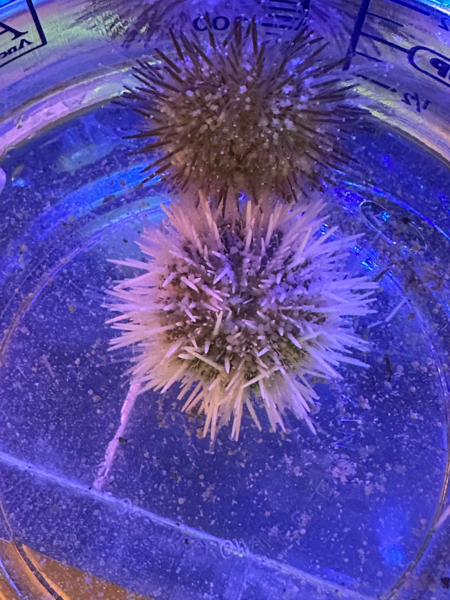 sea urchin