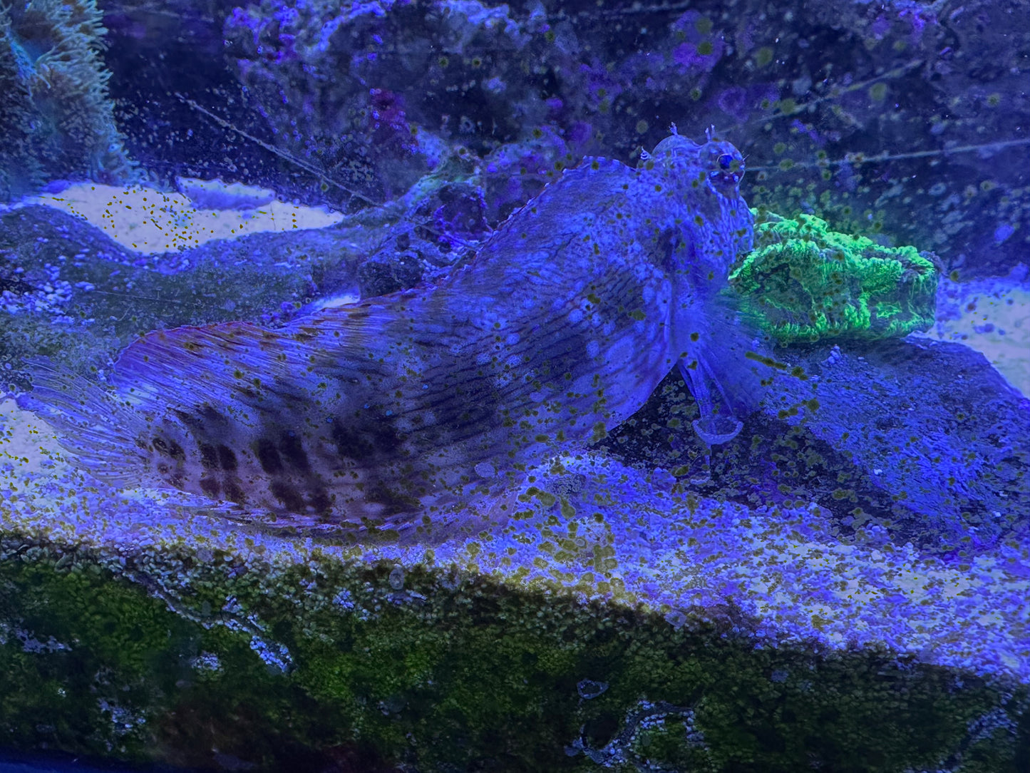 Sailfin/Algae Blenny (large)