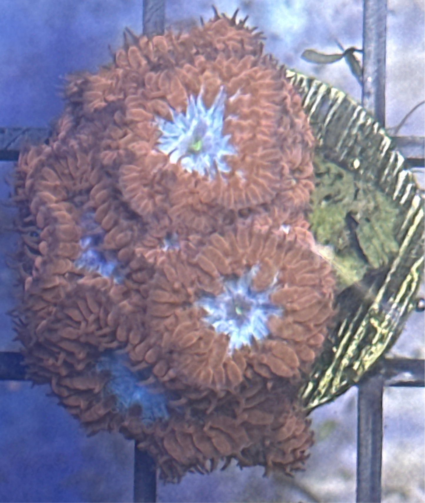 Blastomussa Marletti