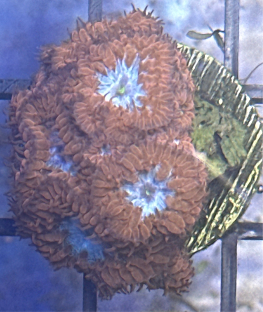 Blastomussa Marletti