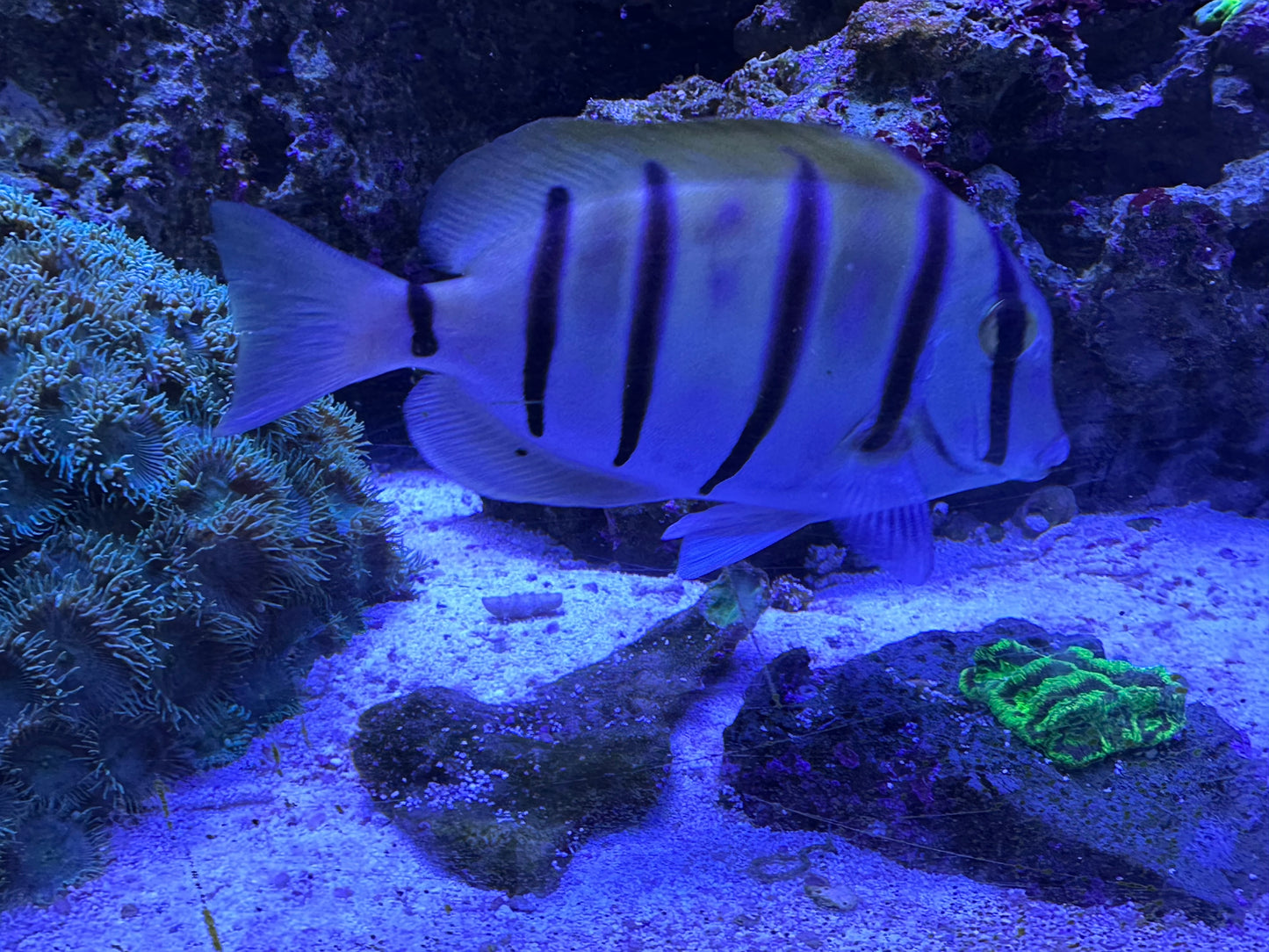 Convict Tang - 4-5” (large)