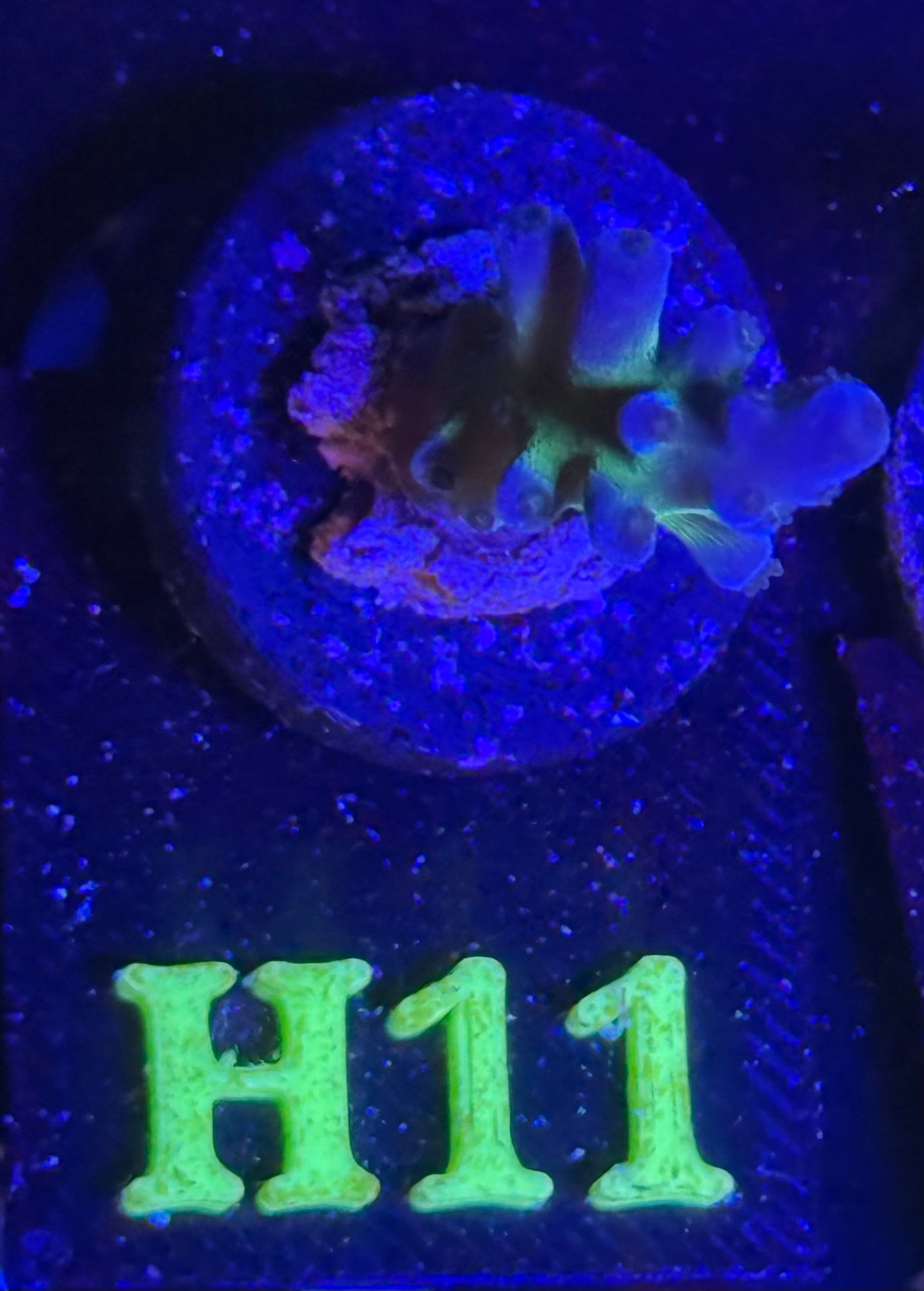 H11