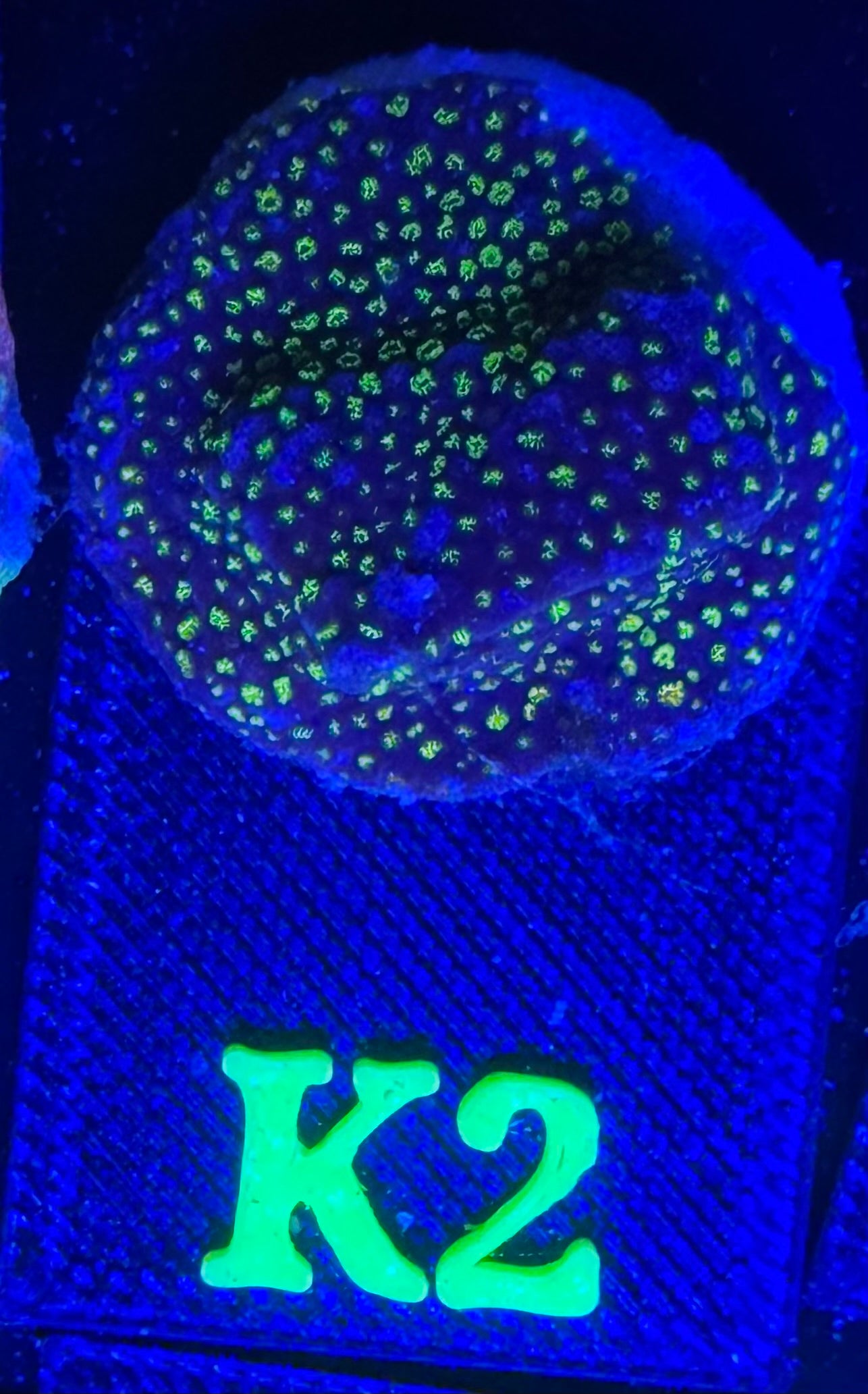K02