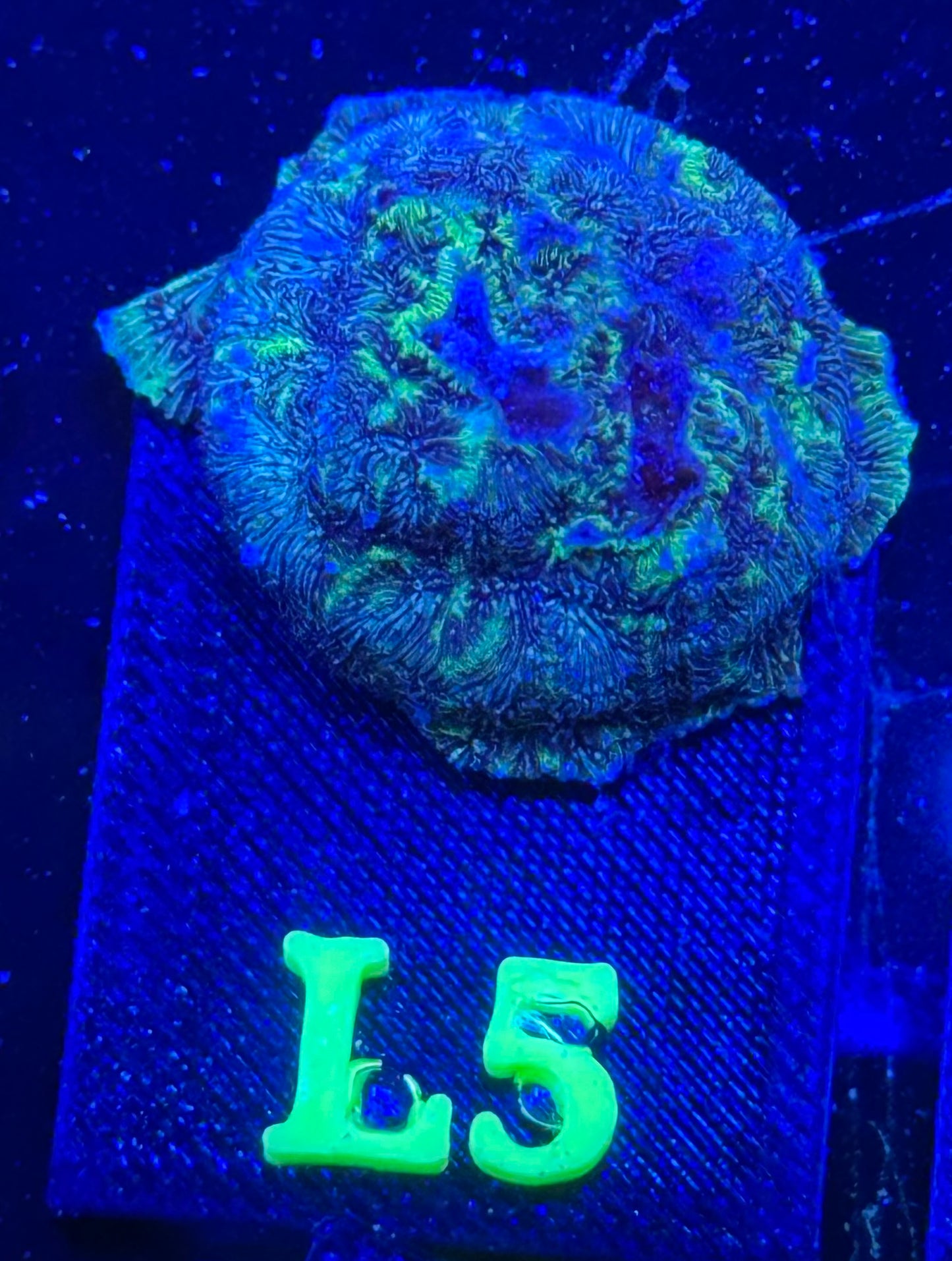 L05