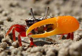Crab, Fiddler