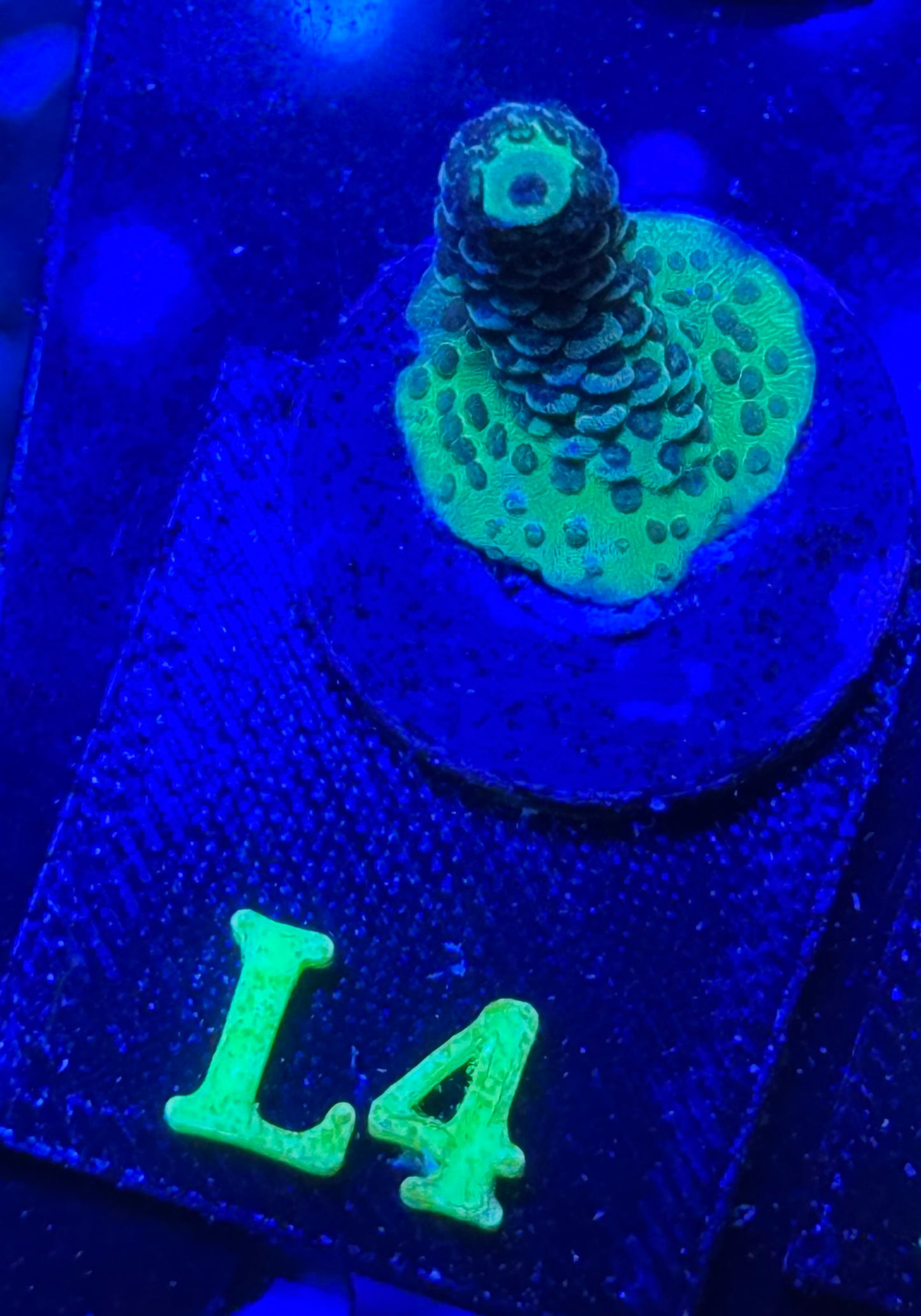 L04