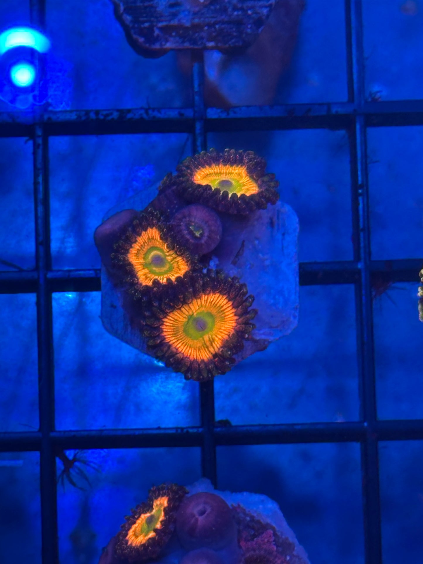 Citrus Cooler Zoanthid