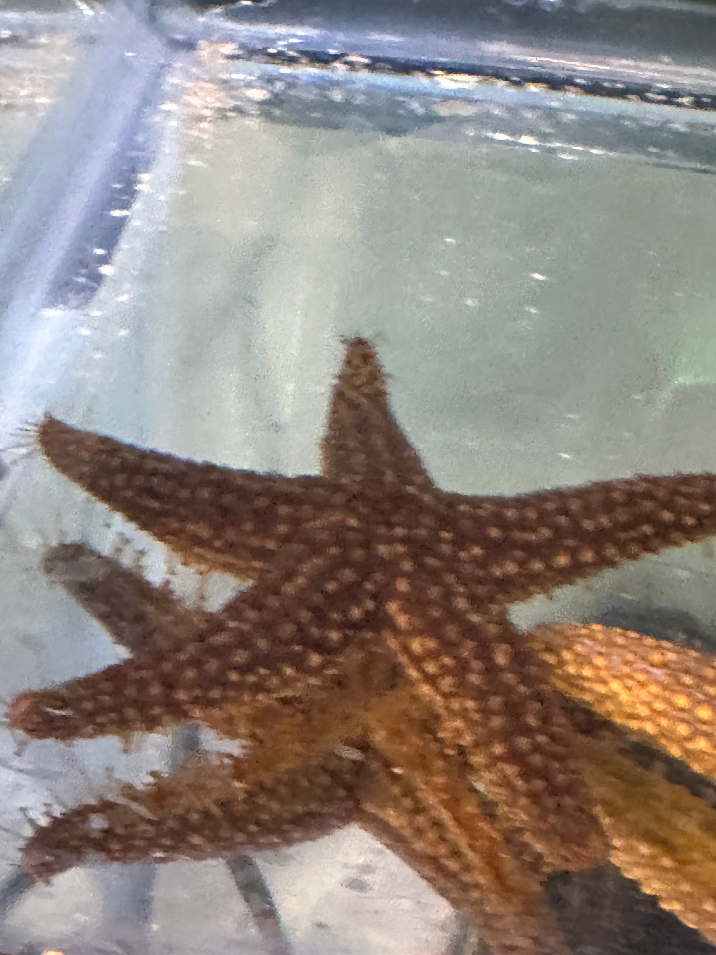 Common starfish