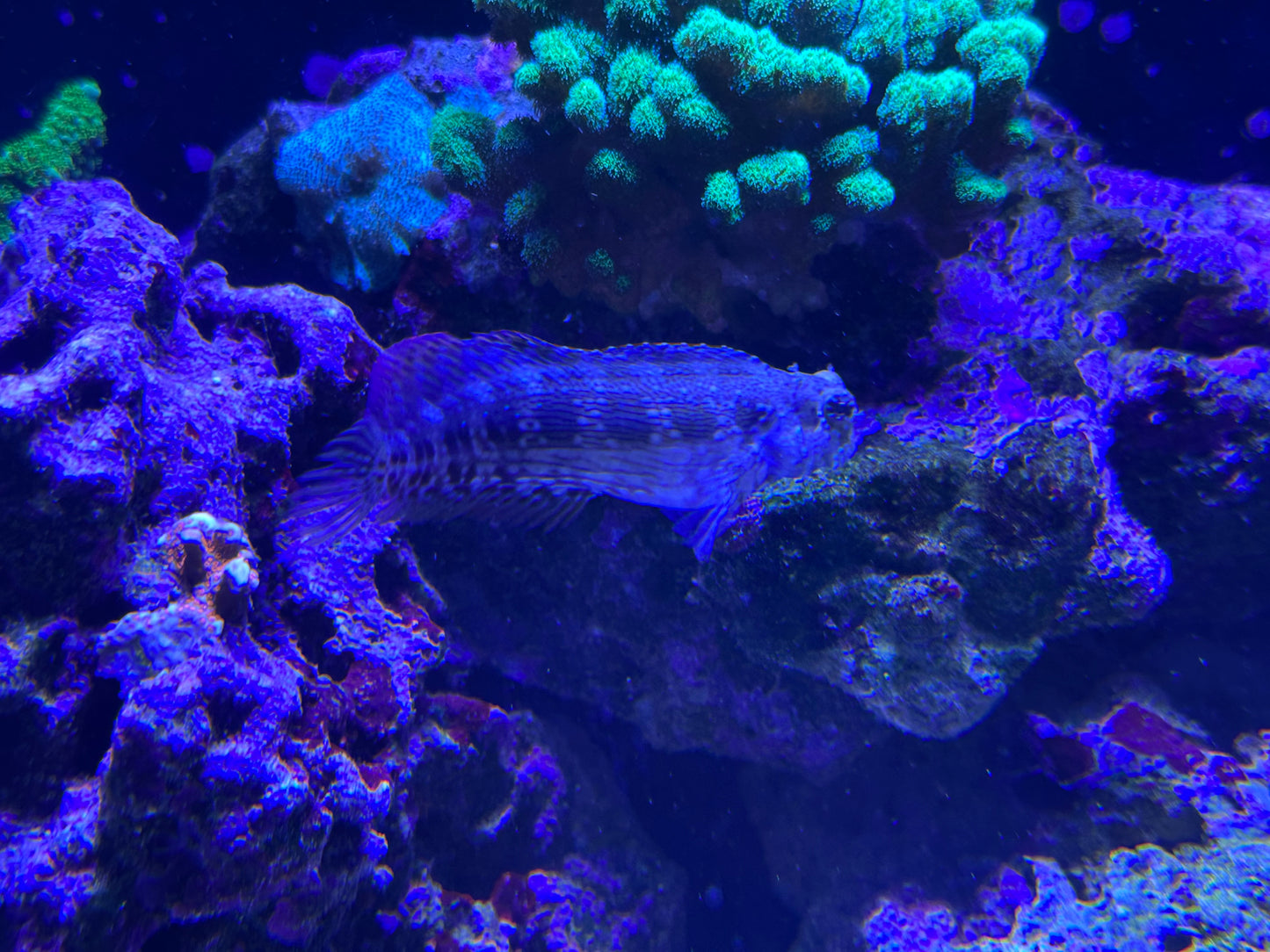 Sailfin/Algae Blenny (large)
