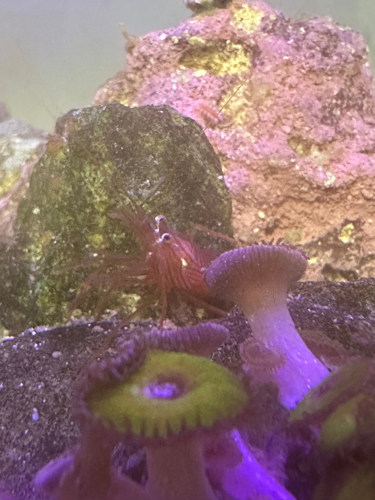 Peppermint Shrimp