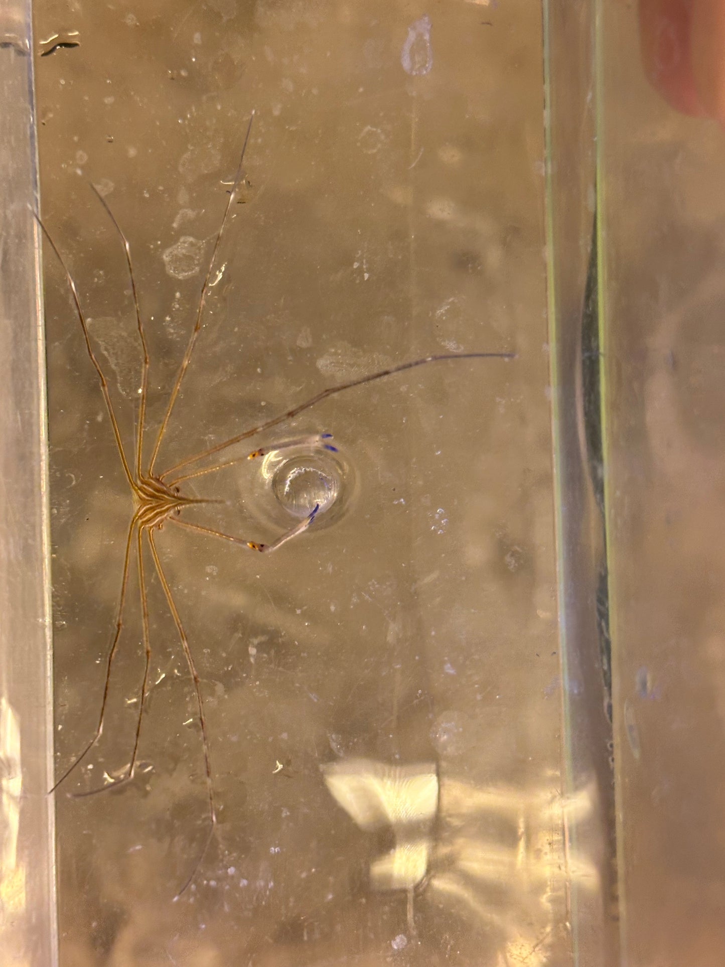 Arrow crab
