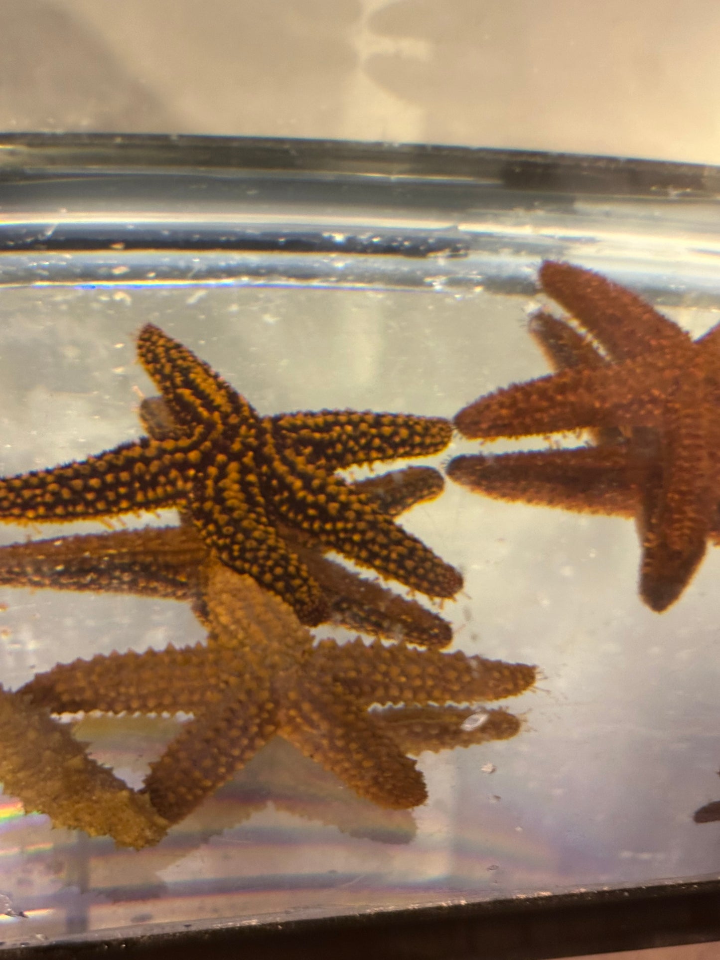 Common starfish