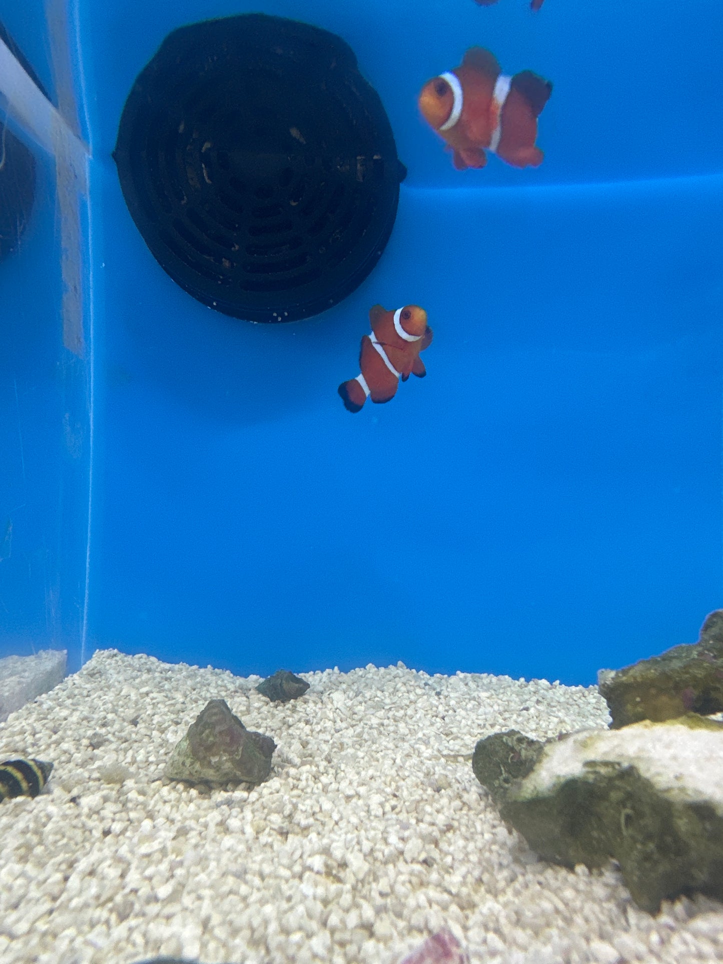Clownfish, Mai Tai