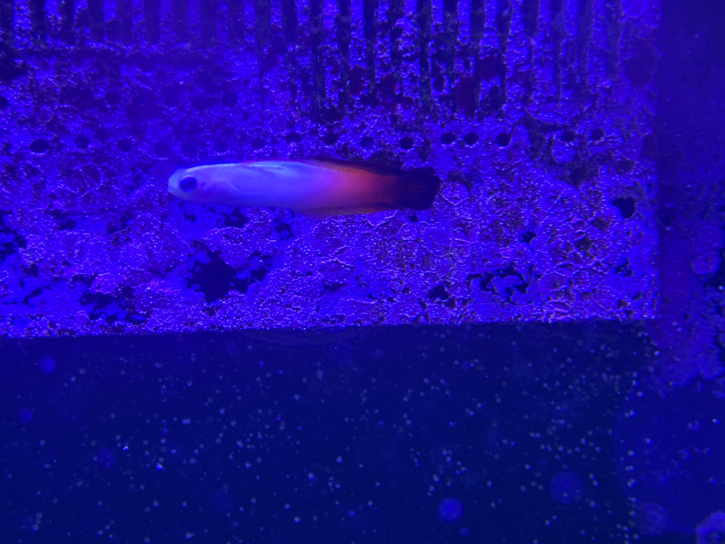 Goby, Firefish