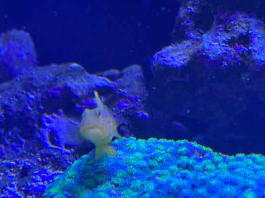 Goby, Yellow Watchman