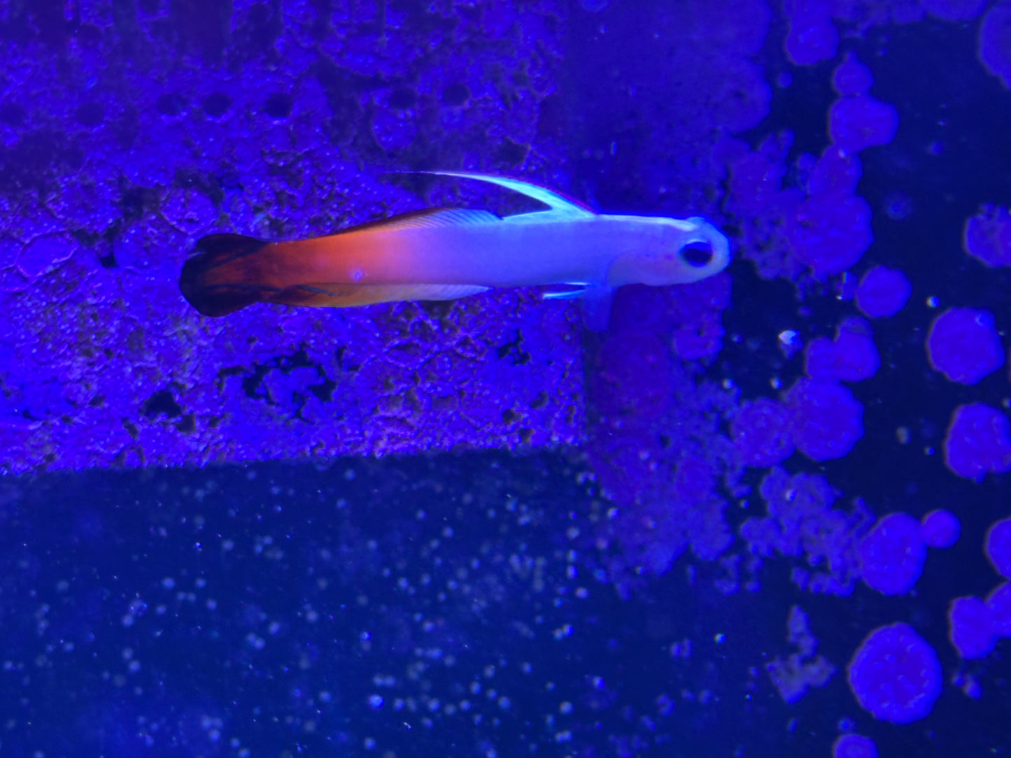 Goby, Firefish