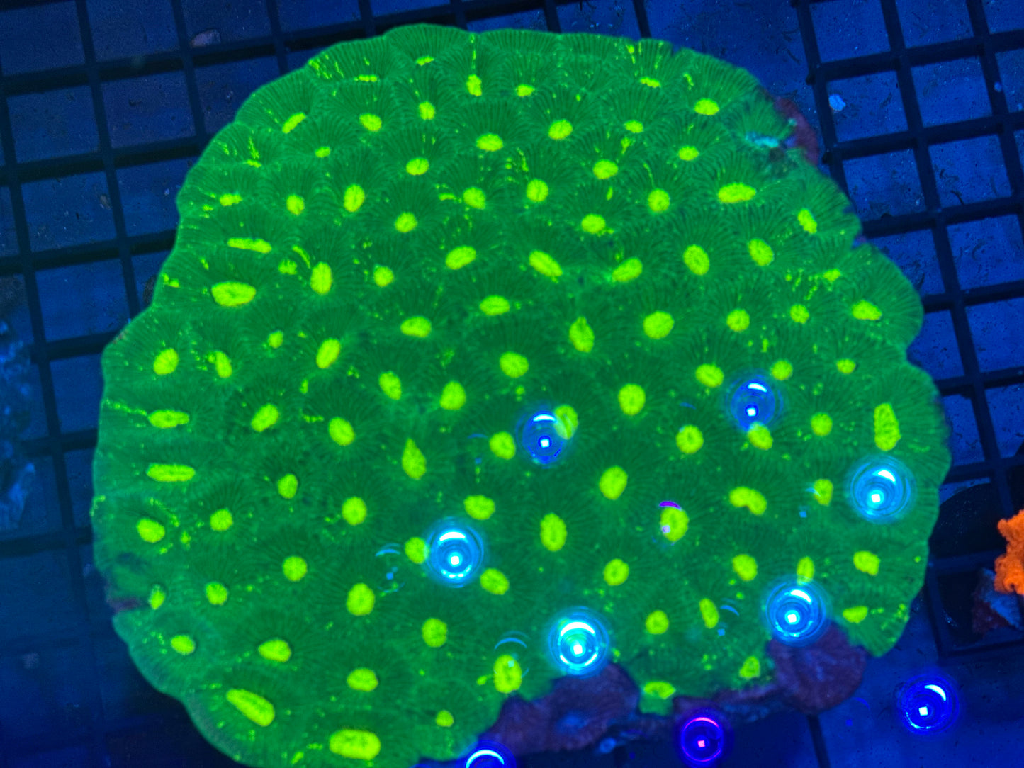 Goniastrea Coral