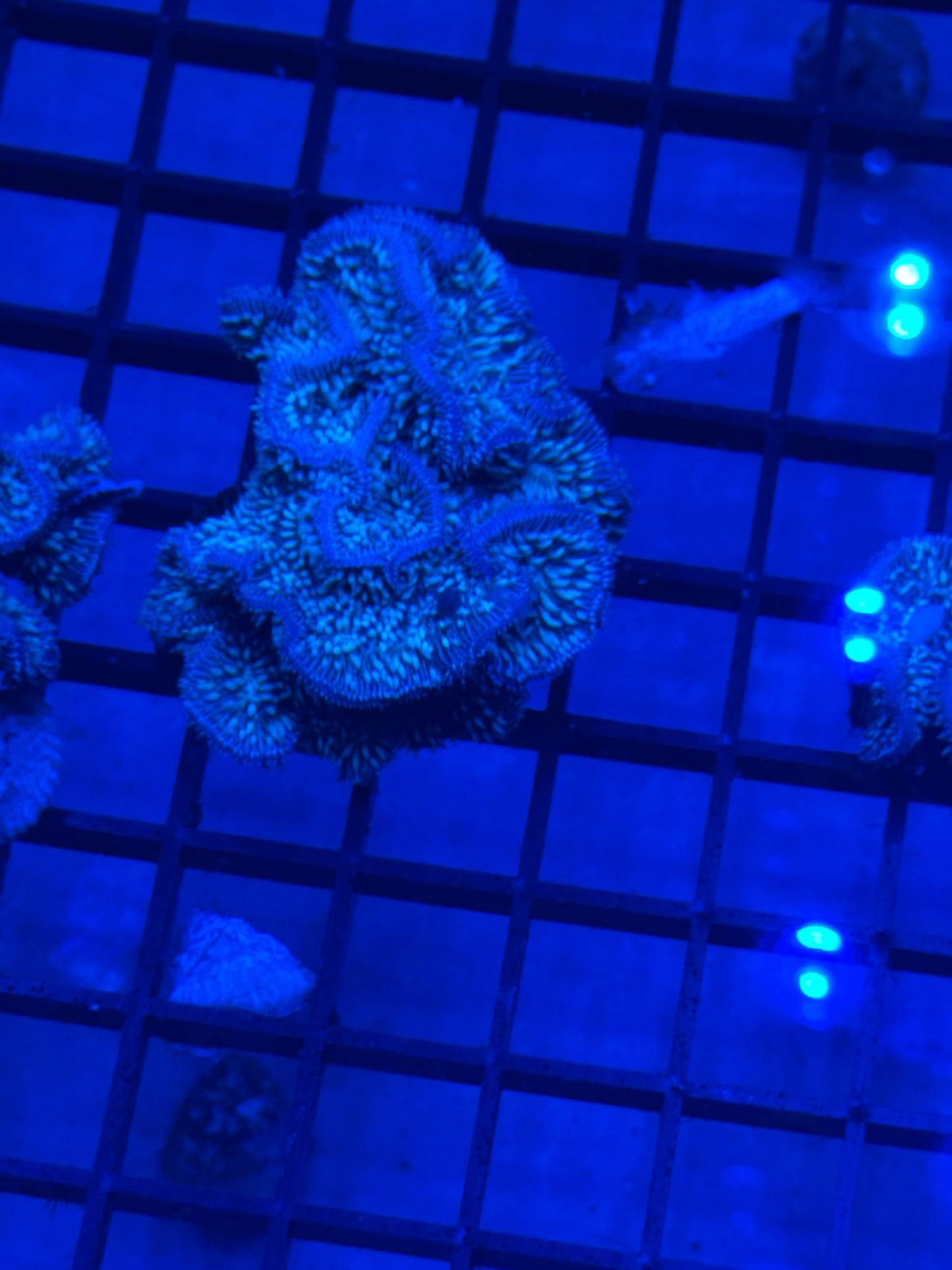 Potato Chip Coral Pavona