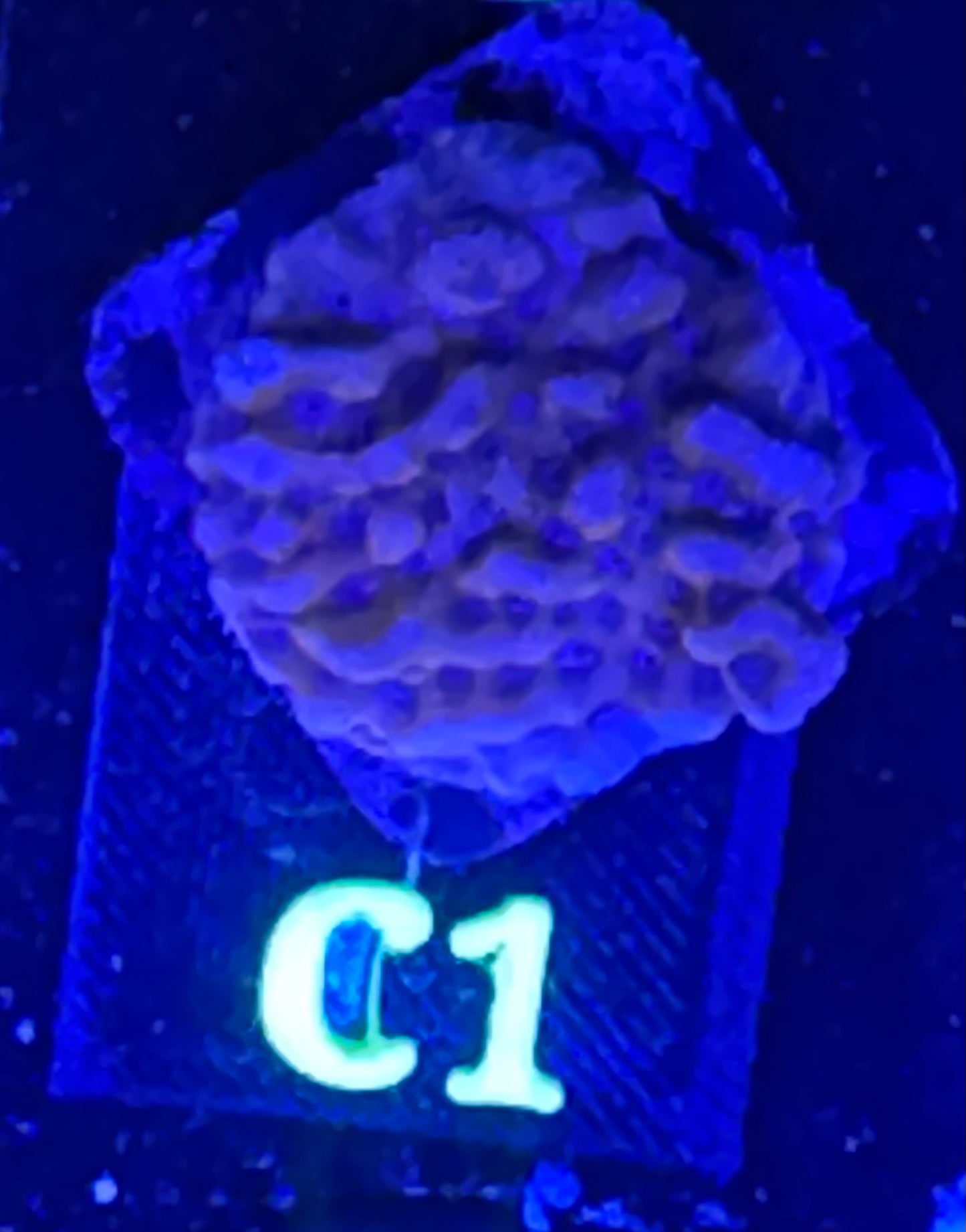C01 - Beach Bum Montipora