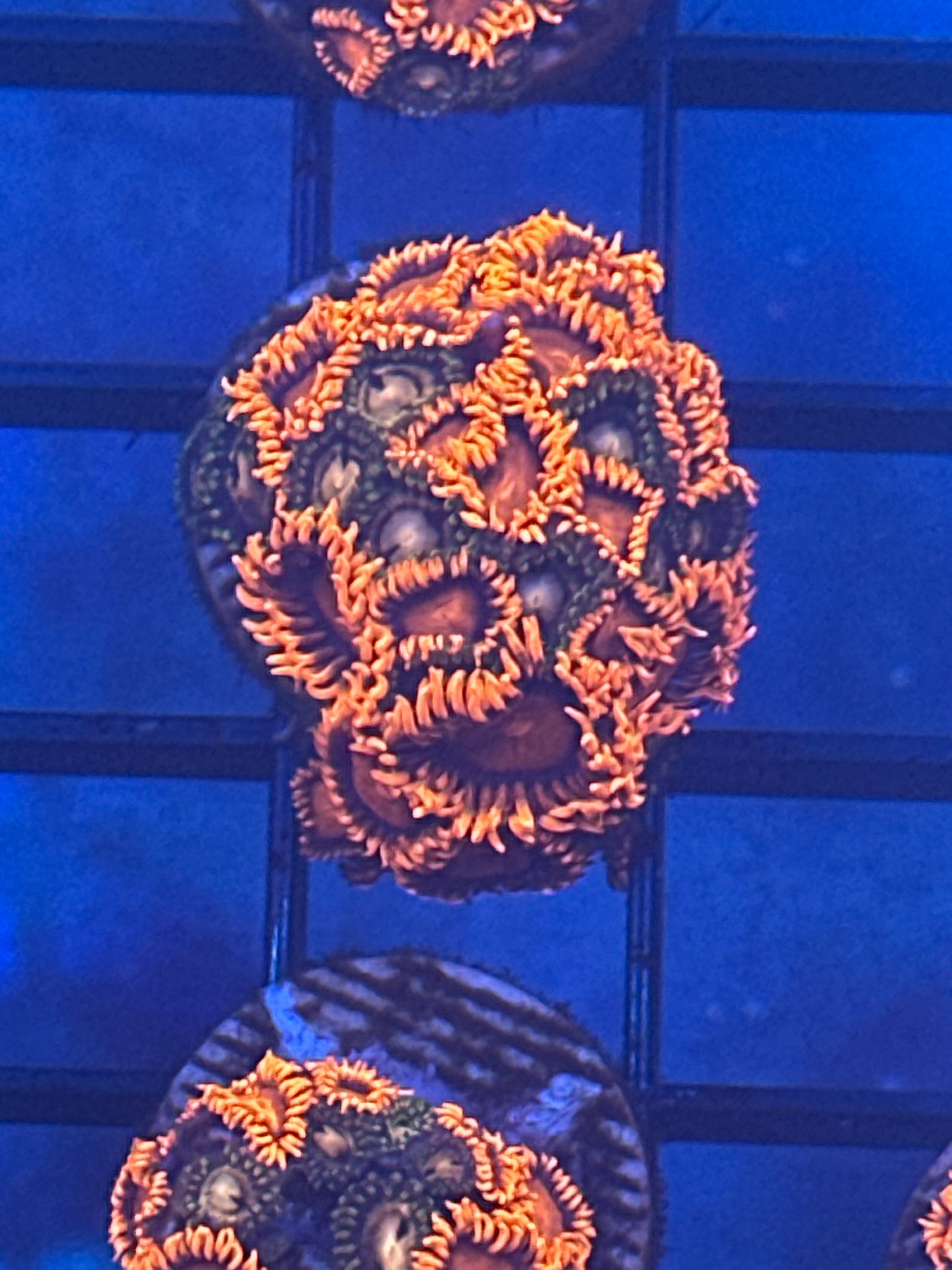 Orange Bambam Zoanthid