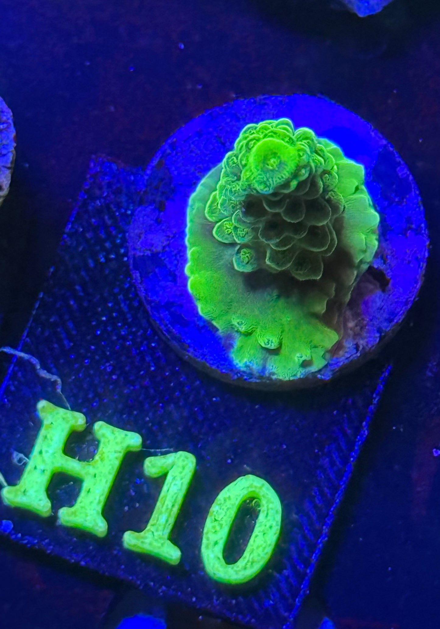 H10
