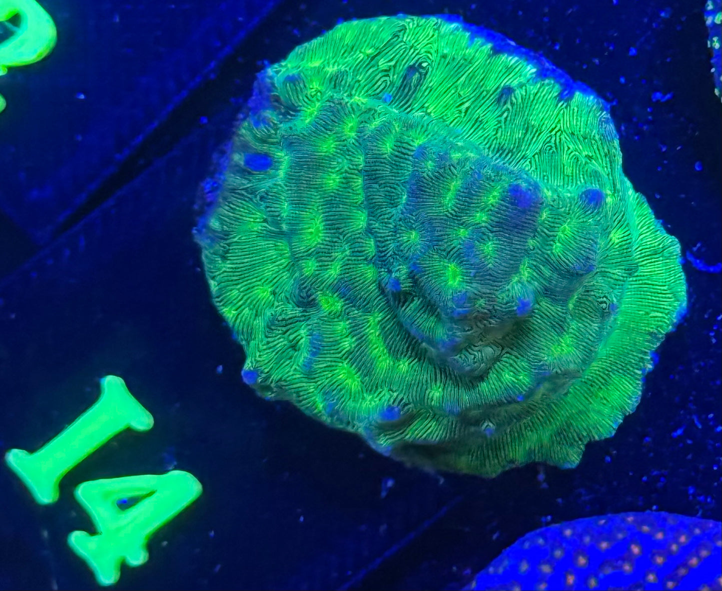 I04 - Kiwi Fusion Leptoseris