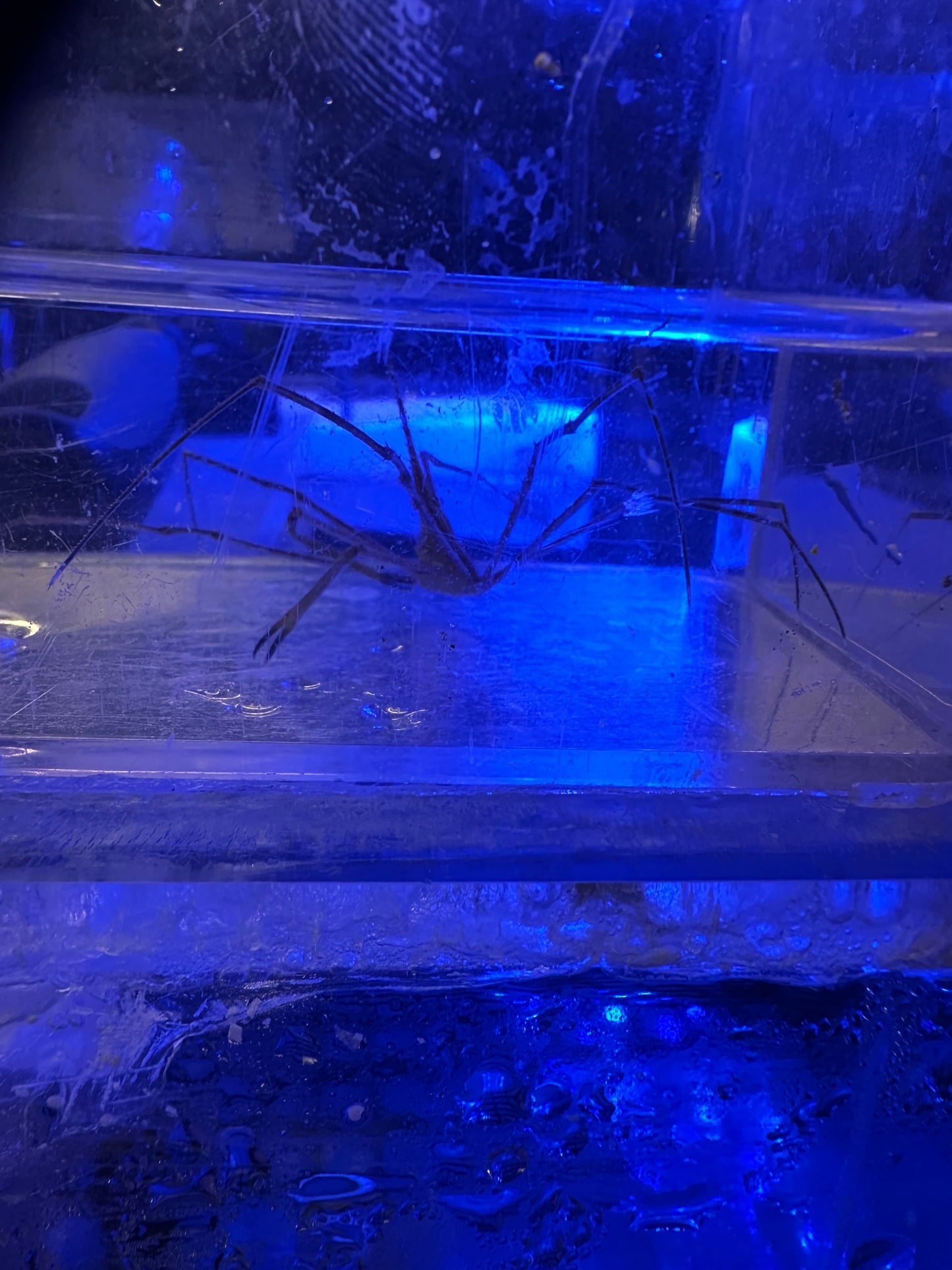 Arrow crab