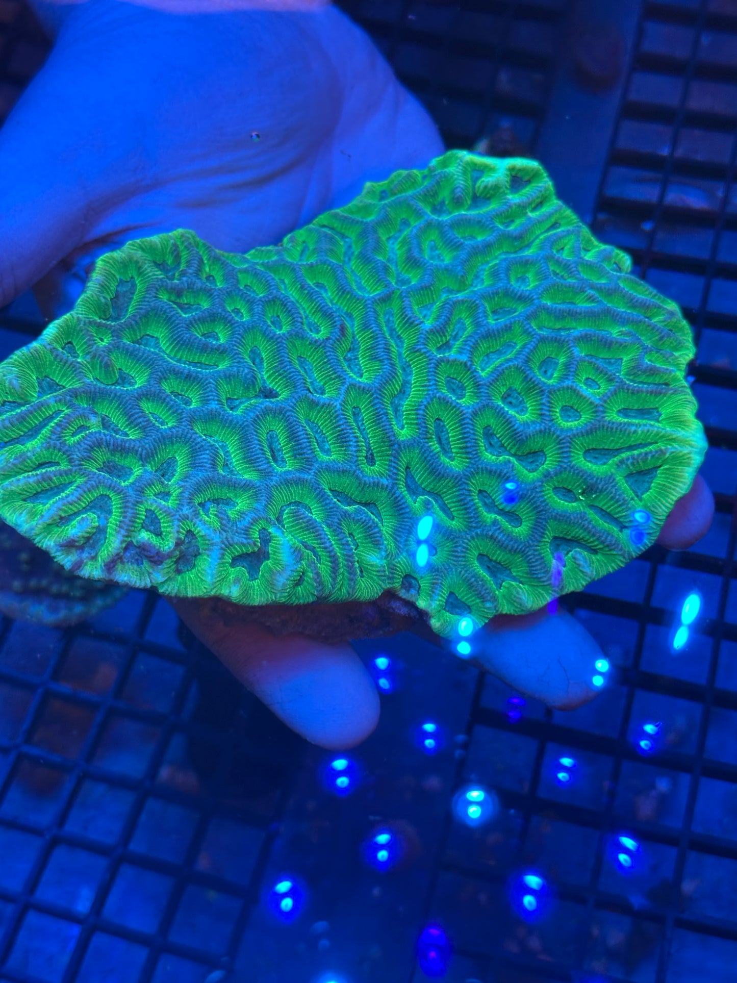 Platygyra Brain Coral