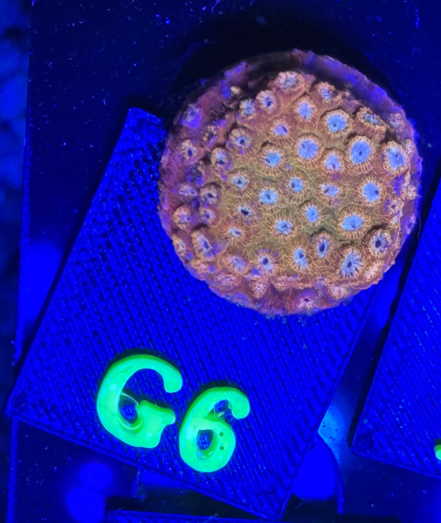 G06