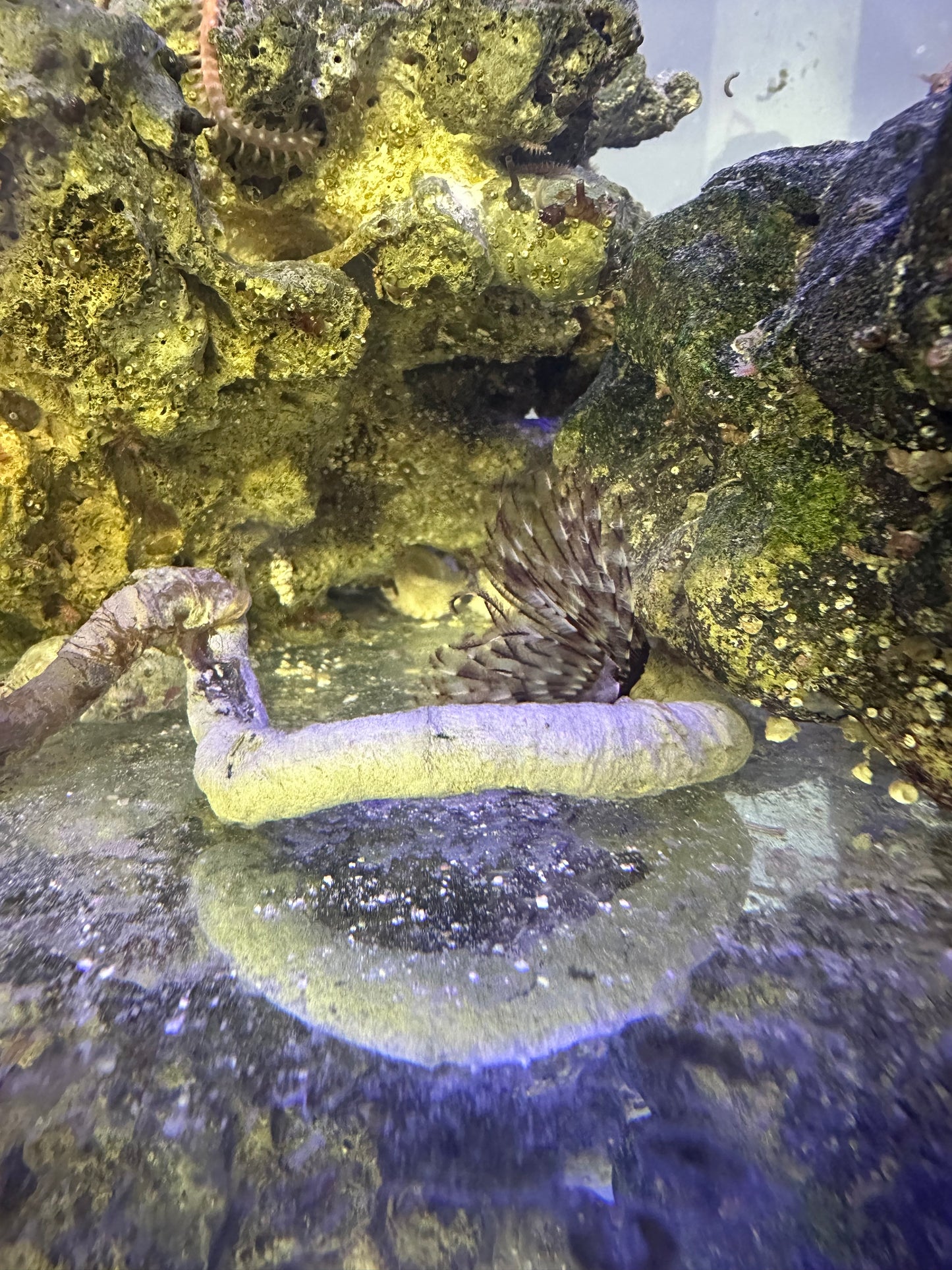 Featherduster worm