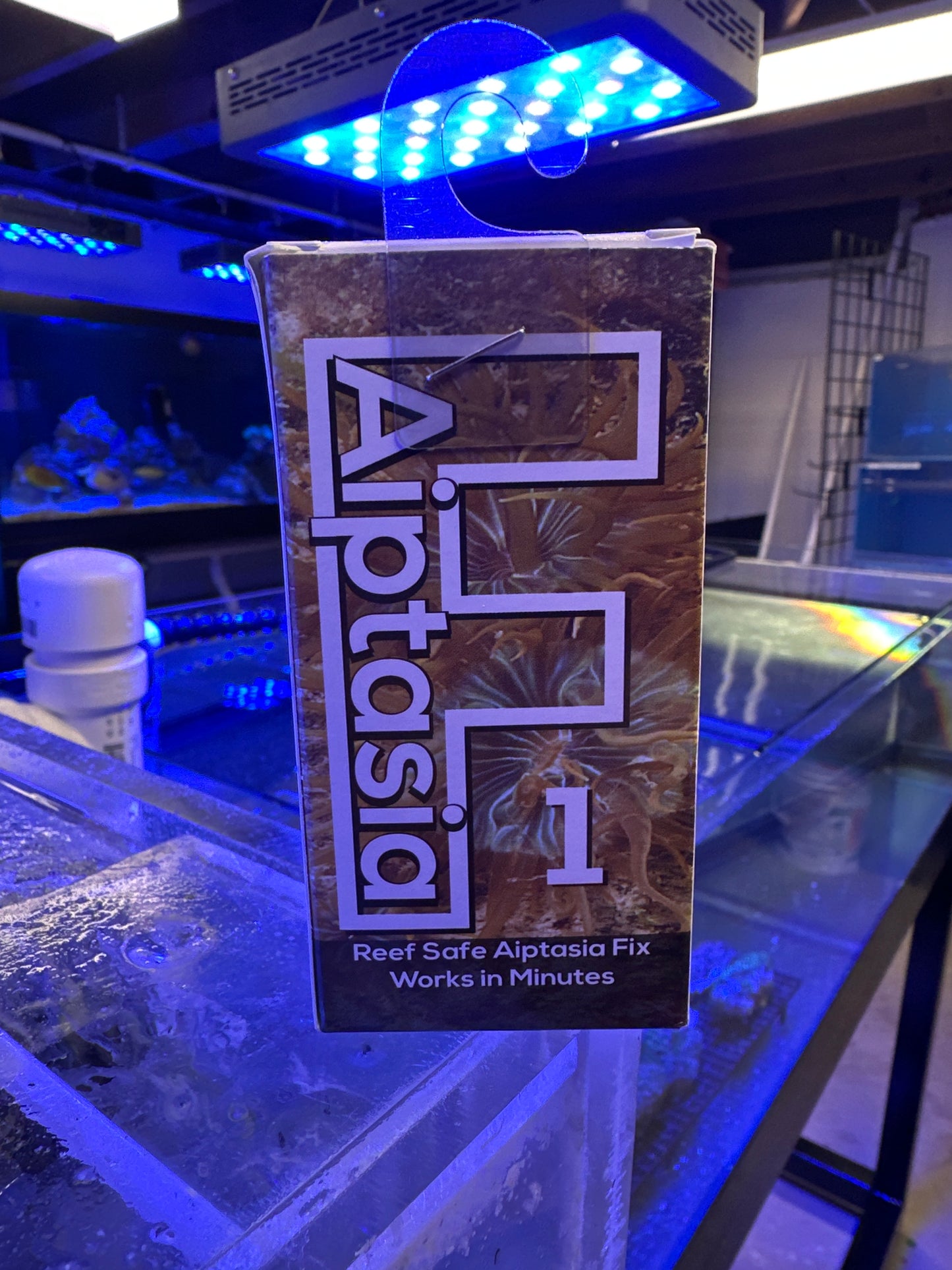 F Aiptasia