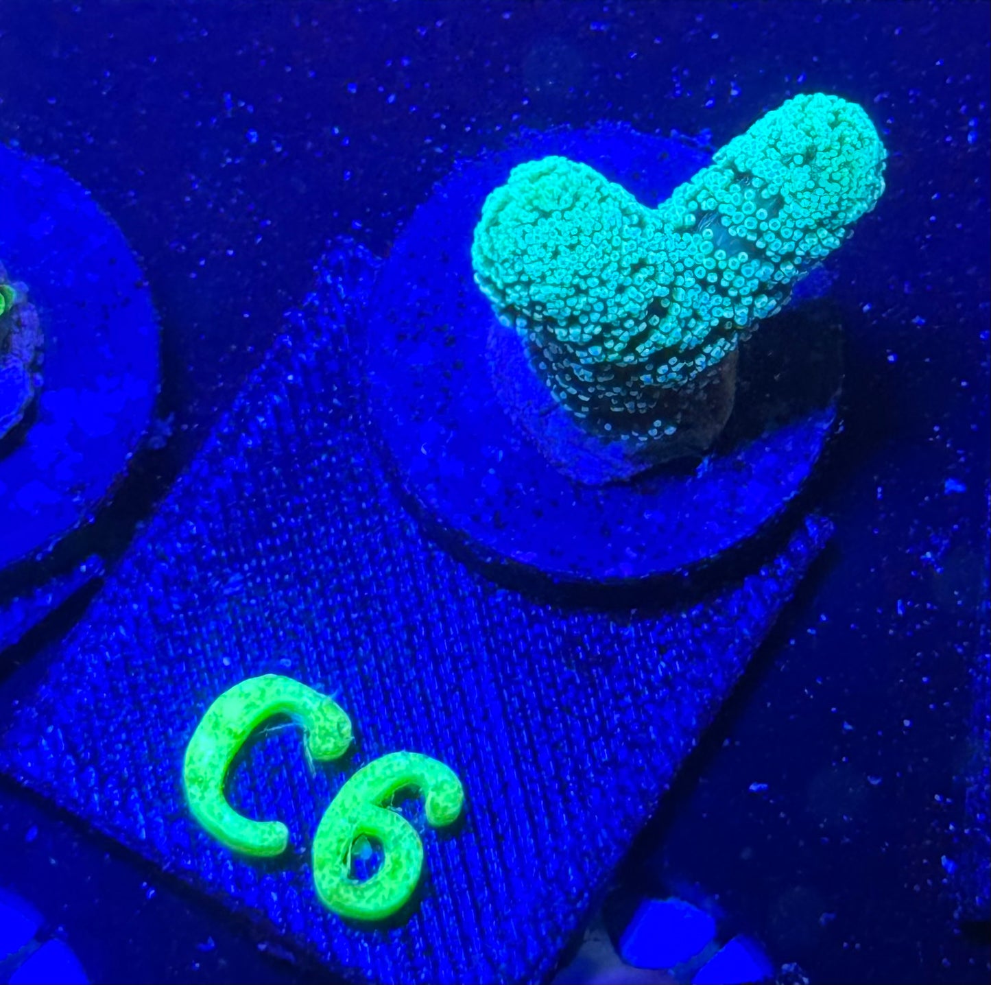 C06