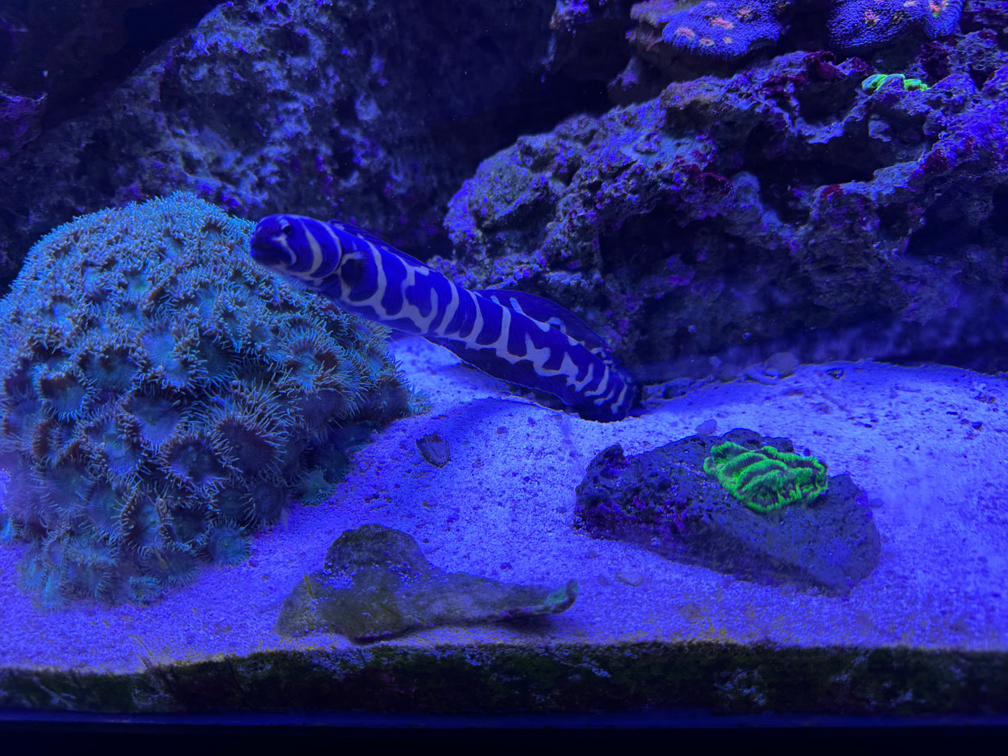 Goby, Engineer