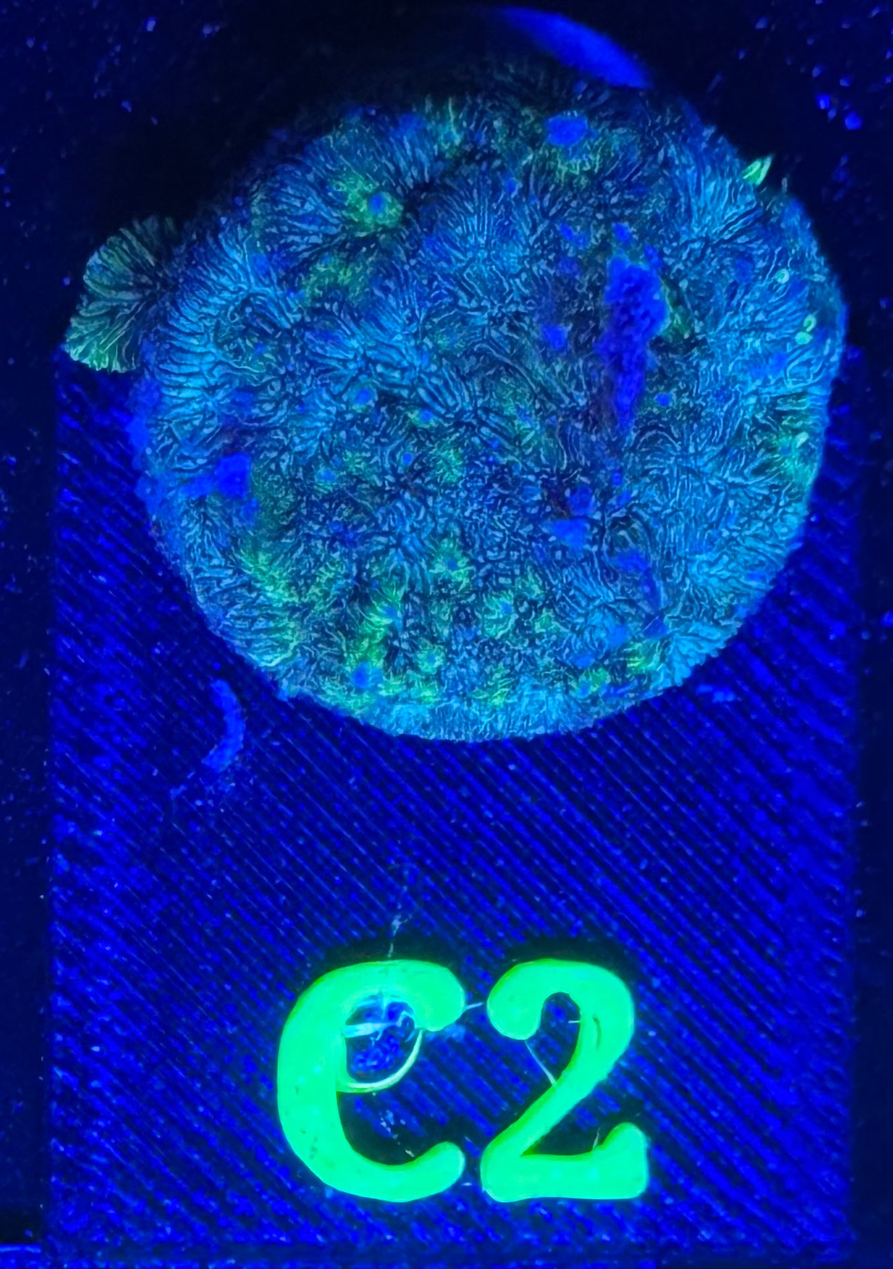 C02
