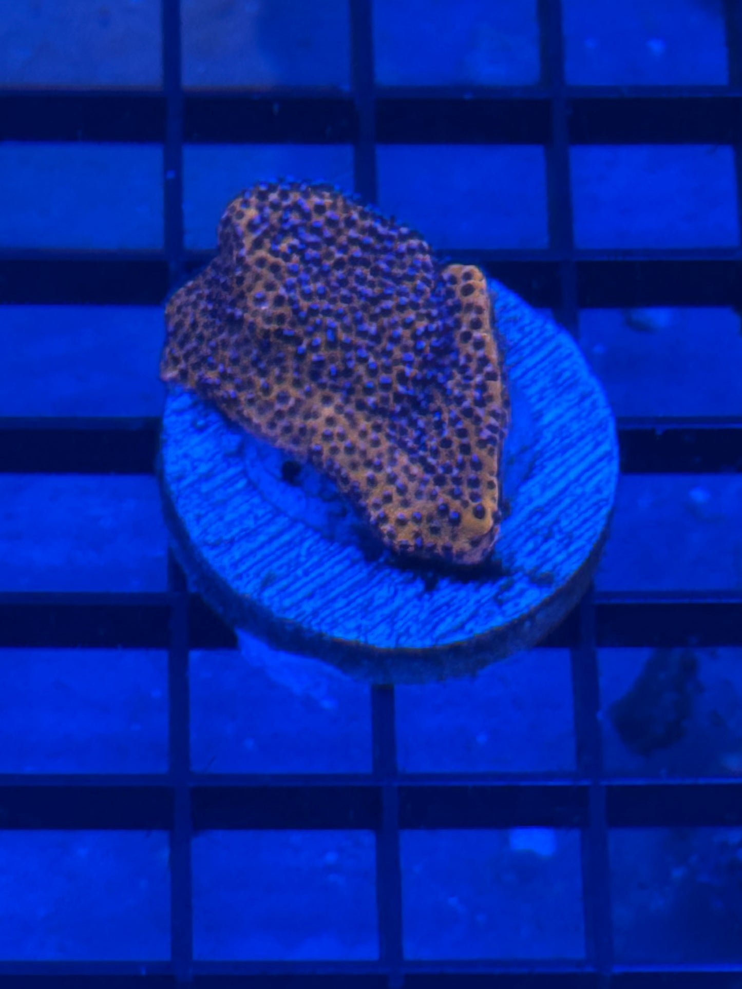 Superman Montipora