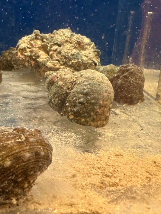 Snail, Mexican Turbo