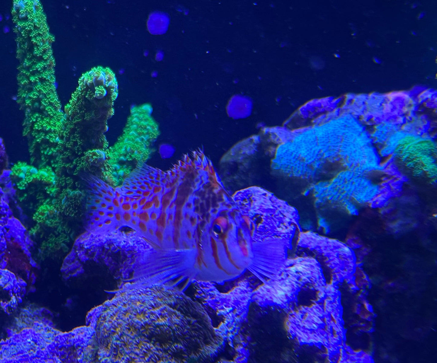 Geometric Pygmy Hawkfish