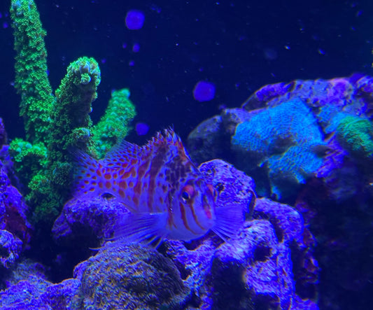 Geometric Pygmy Hawkfish