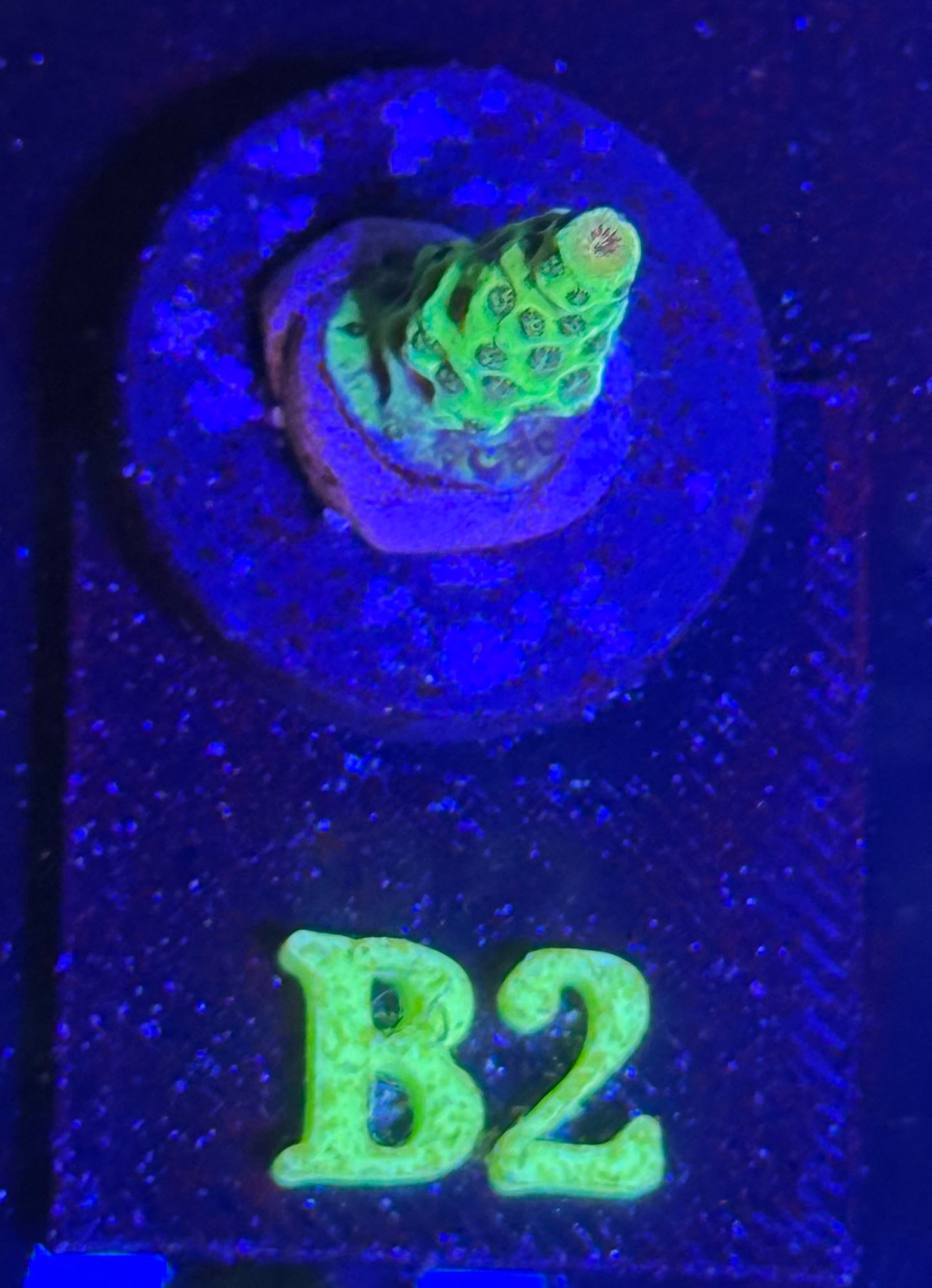 B02 - Vivid Limelight Acropora