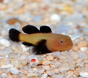 Goby, Panda