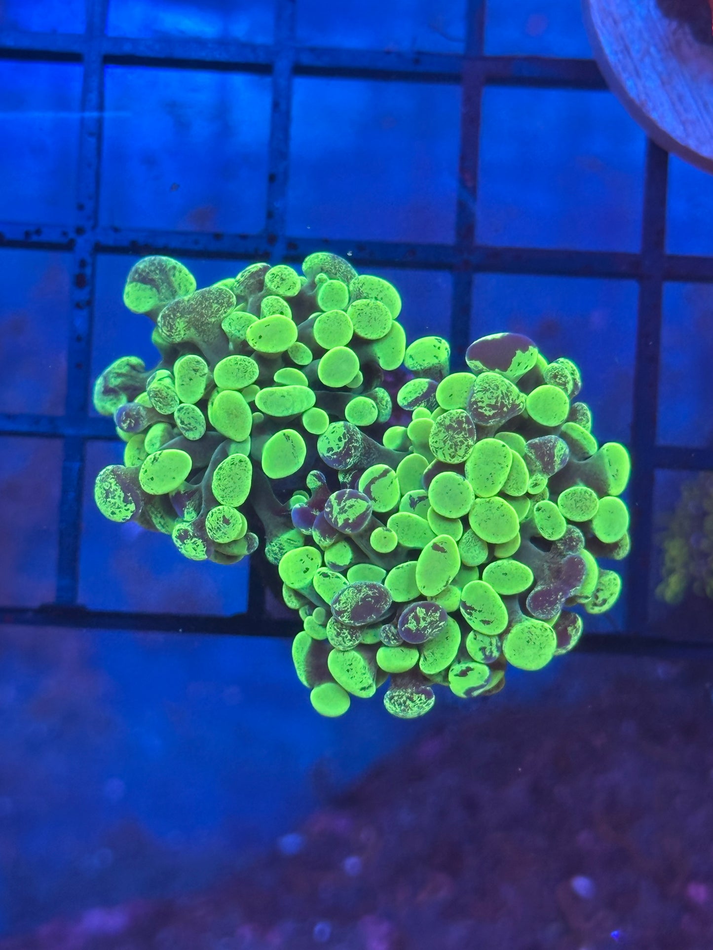 Toxic Splatter Hammer (2 headed)