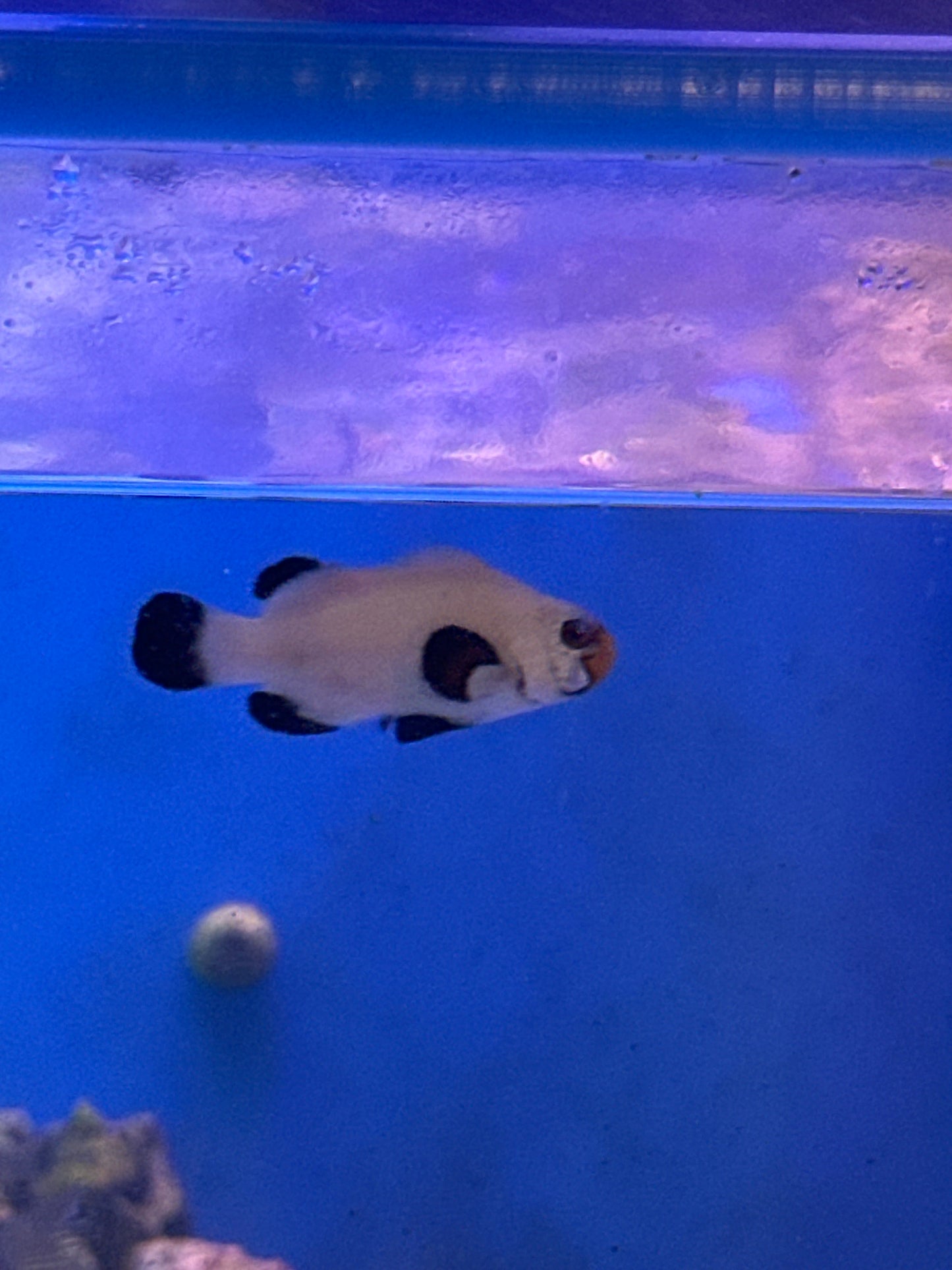 Clownfish, Wyoming White