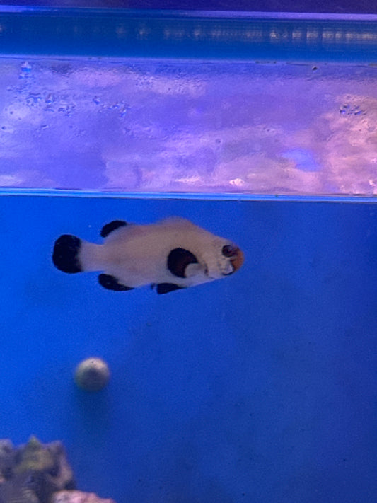 Clownfish, Wyoming White