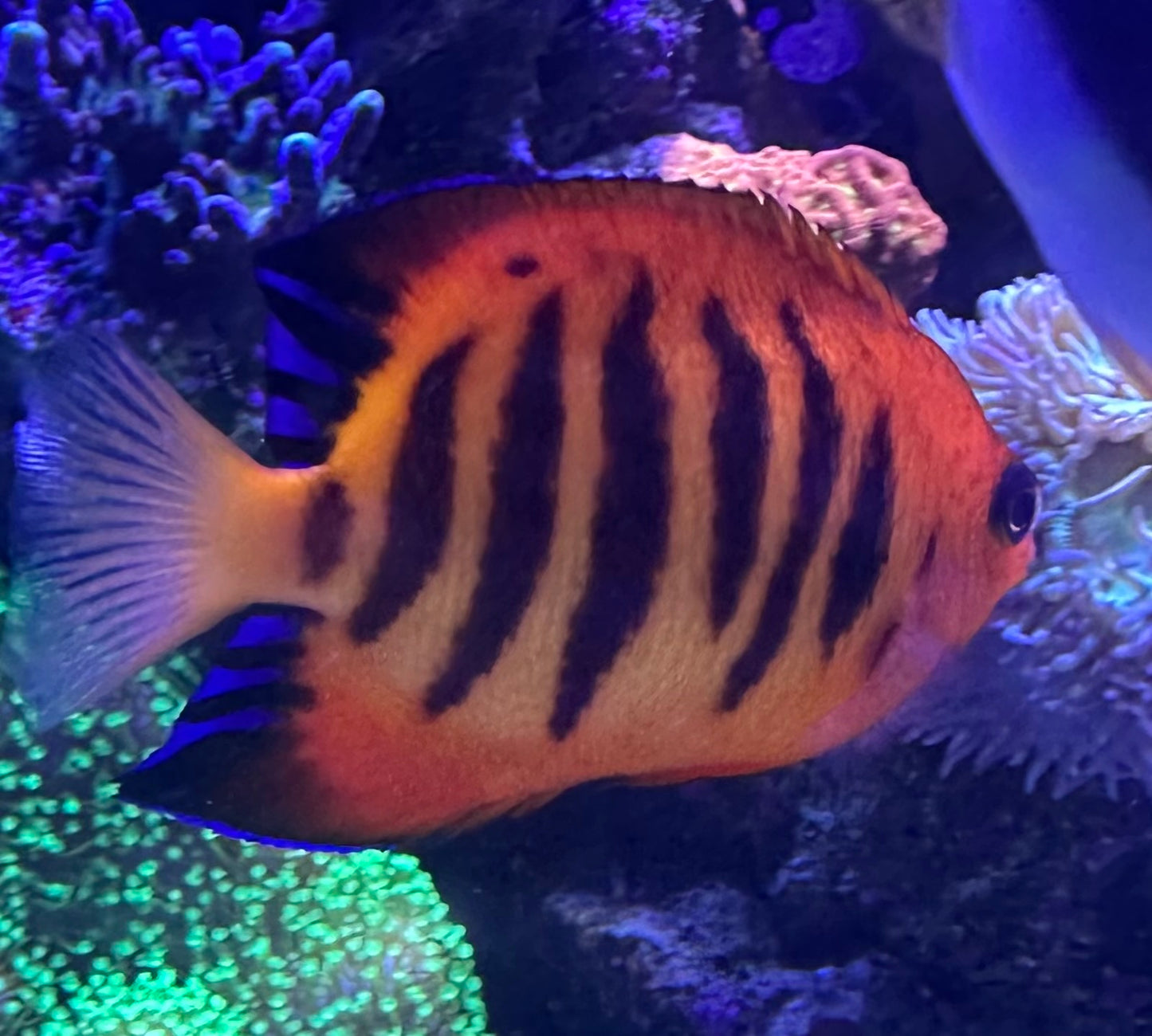 Angelfish, Flame
