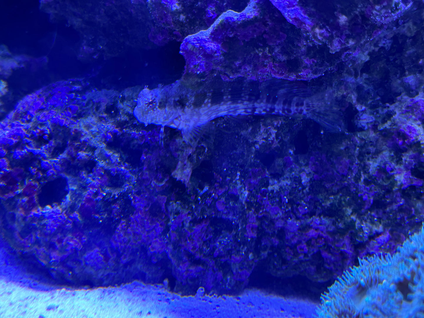 Sailfin/Algae Blenny (large)