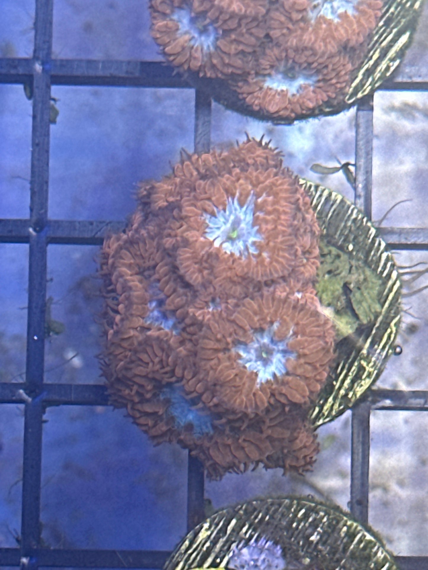 Blastomussa Marletti