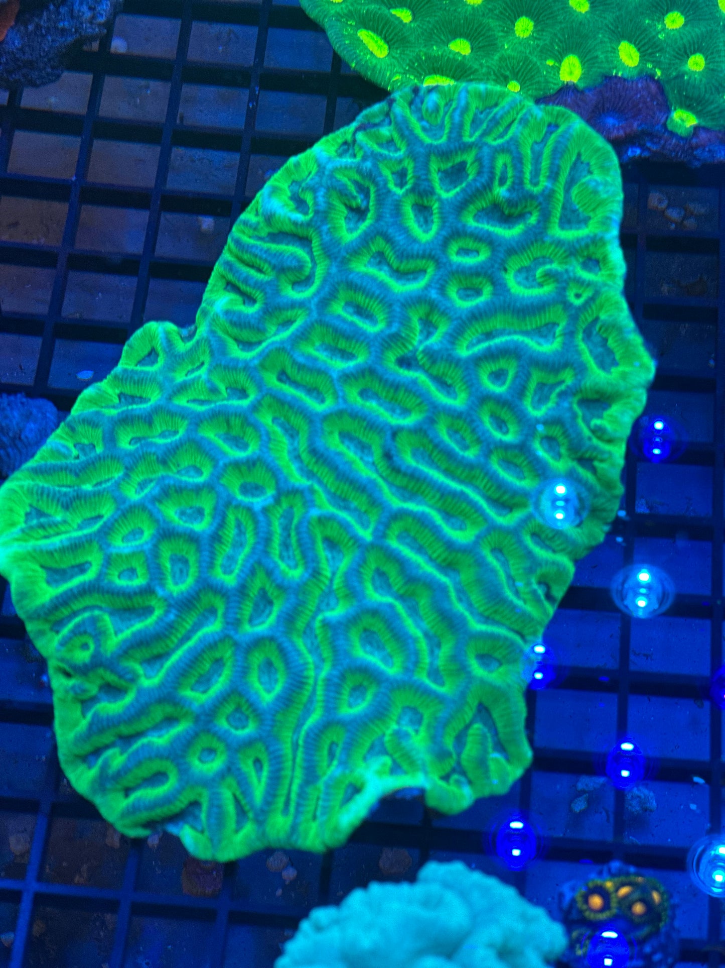 Platygyra Brain Coral