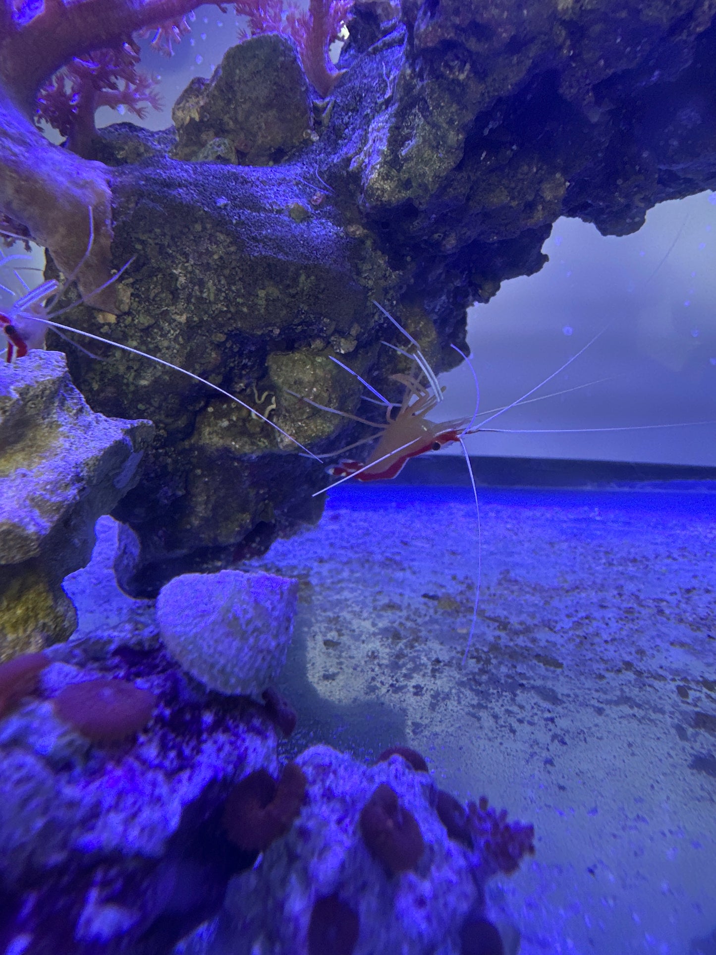 Peppermint Shrimp