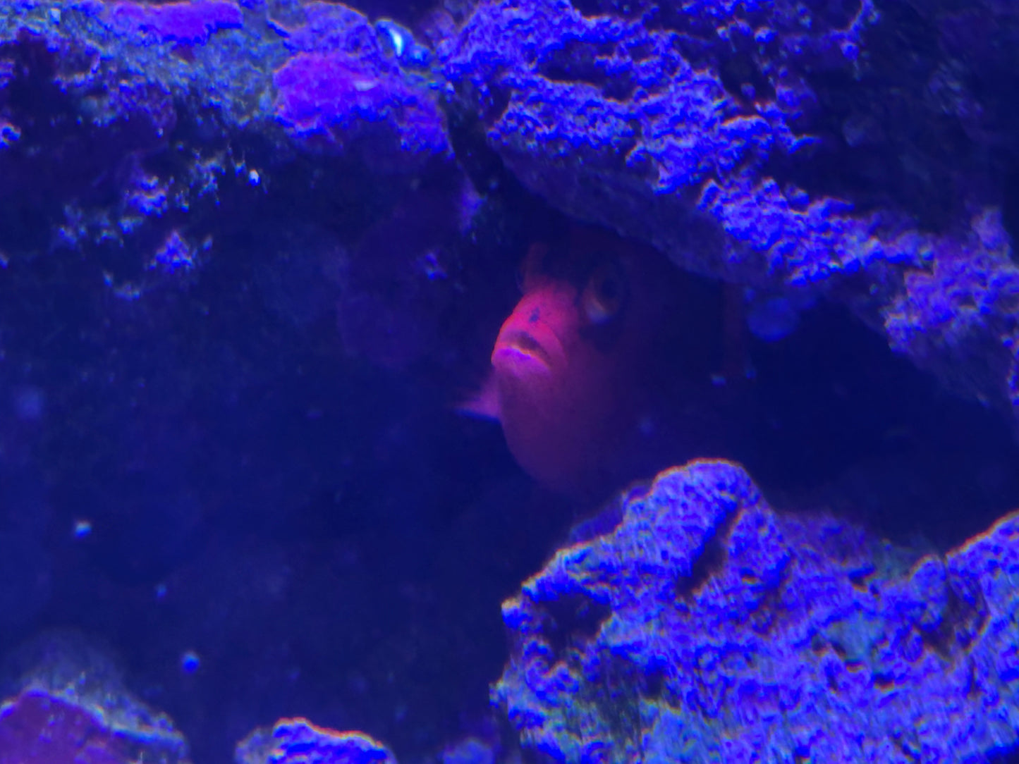 Flame Hawkfish